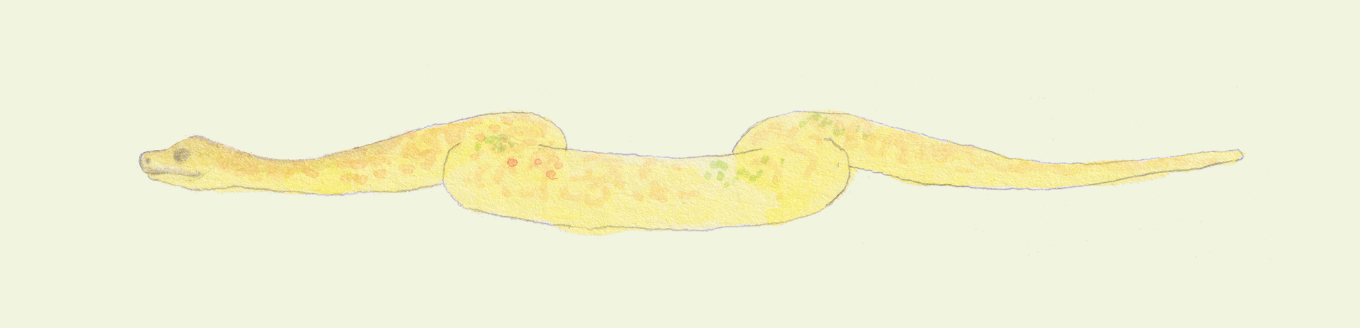 24 frames per second