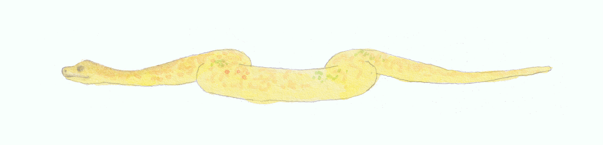 12 frames per second