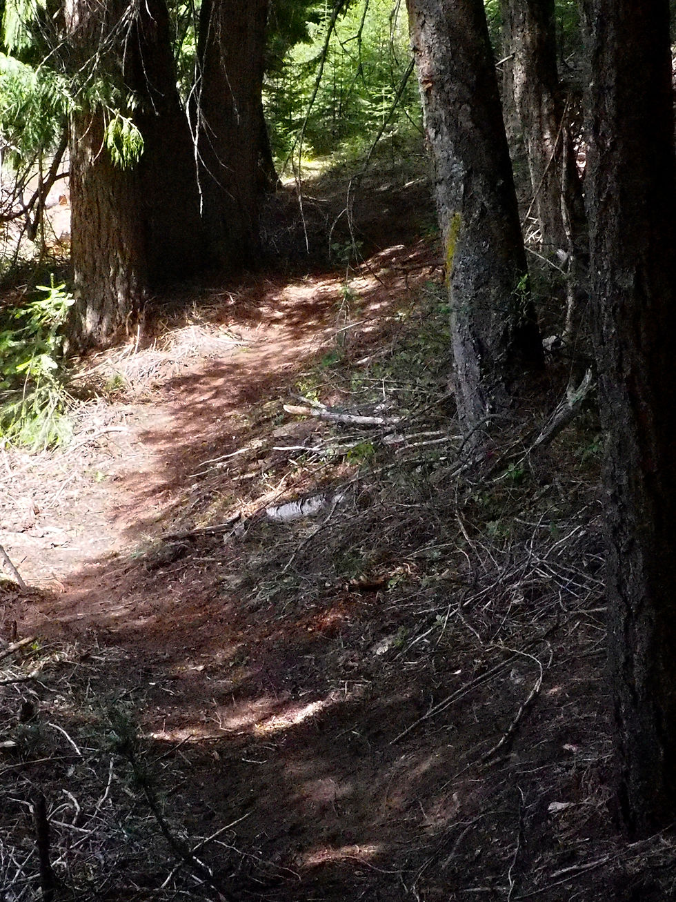 Trail to the McFadden Pier