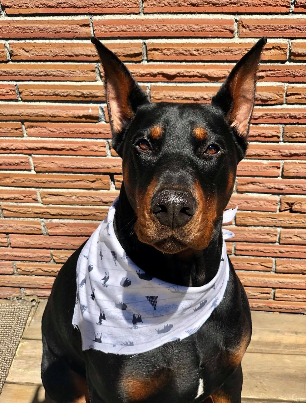 AKC Doberman Washington