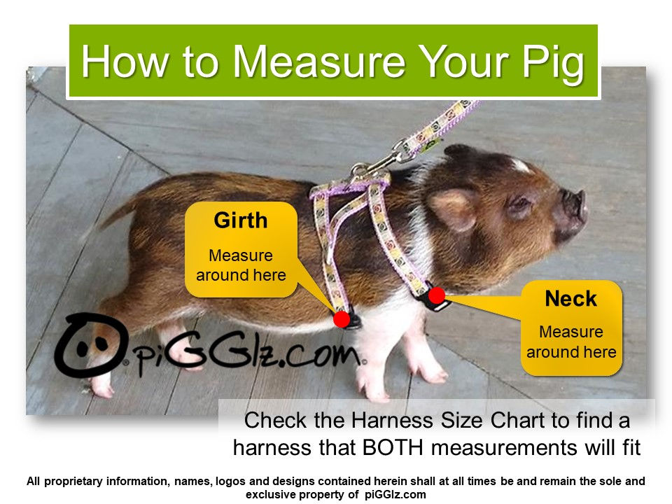Thumbnail: Mini pig harness measuring instructions