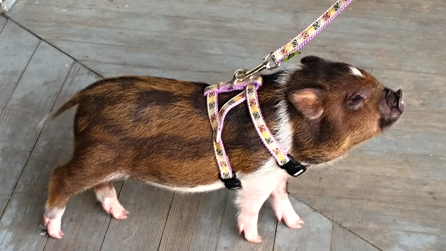 Potbelly & Mini Pig Harness New Milford
