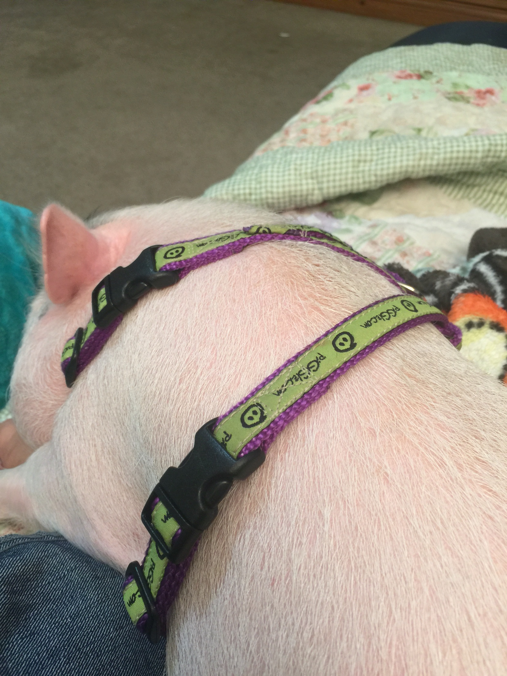 Potbelly & Mini Pig Harness New Milford