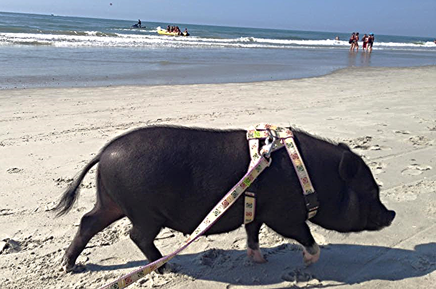 Thumbnail: Black mini pig on beach with Desgni IT (c) mini pig harness