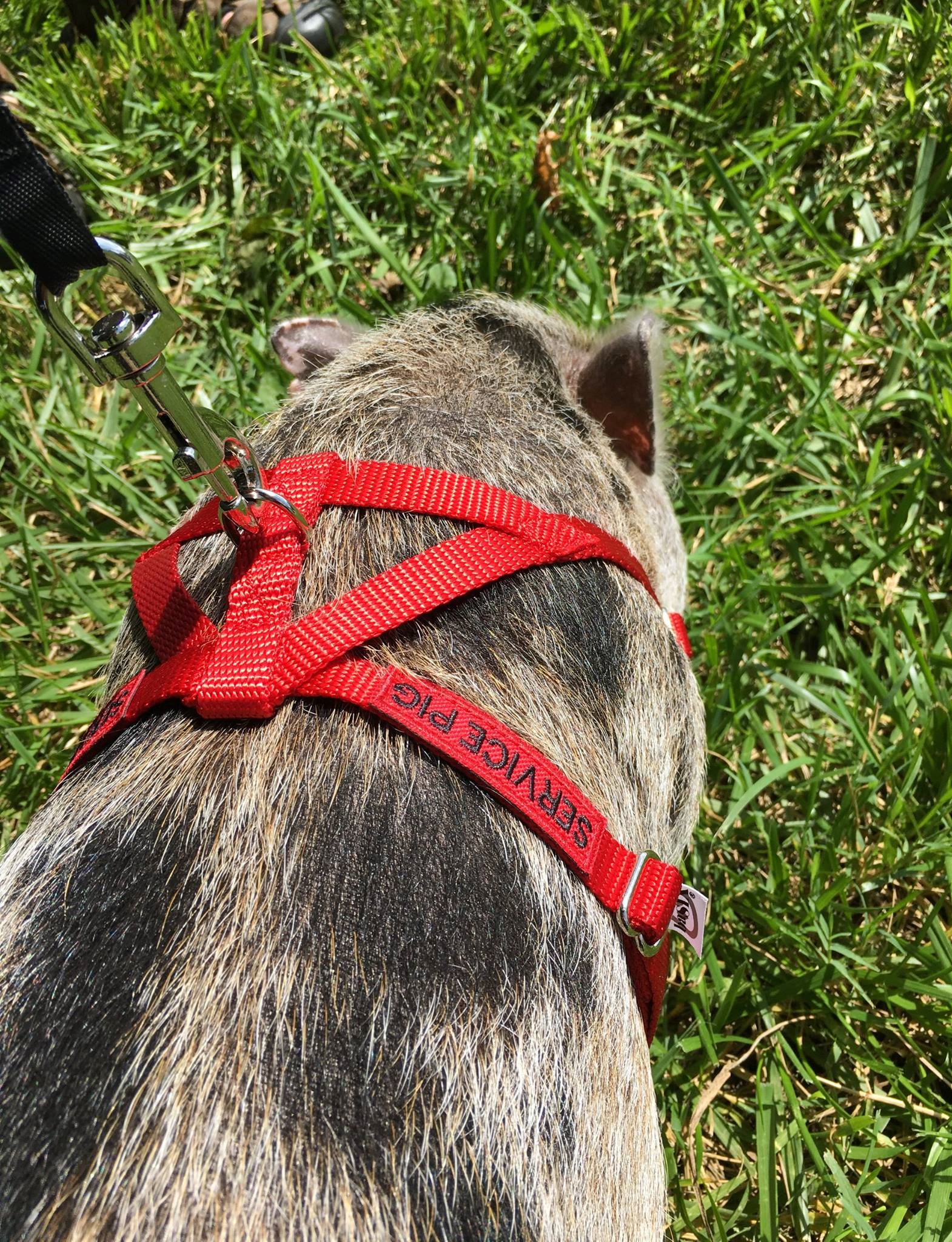 Service Pig Mini Pig Harness