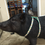 Thumbnail: Black pig in Design IT (c) mini pig harness