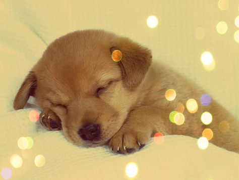 Consejos para mejorar la vida con tu mascota... ¿Te sabías estos datos?