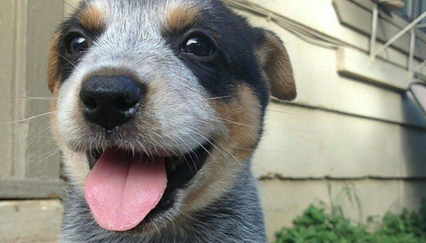 Shock anafiláctico en mi perrito, ¿qué hago?
