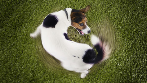Rarezas que hacen los perros