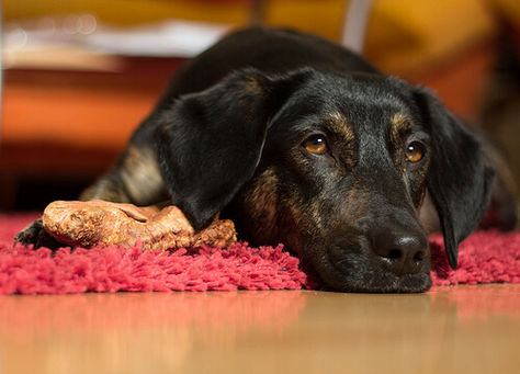 ¿Cómo saber si mi perro tiene asma? Tengo sospechas.