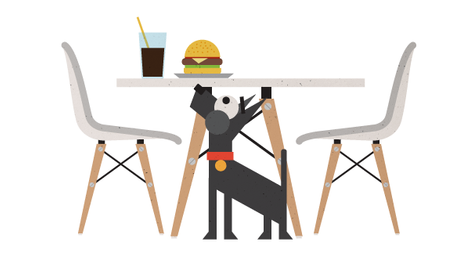 ¿Cómo enseñar a un perro a no pedir comida en la mesa?