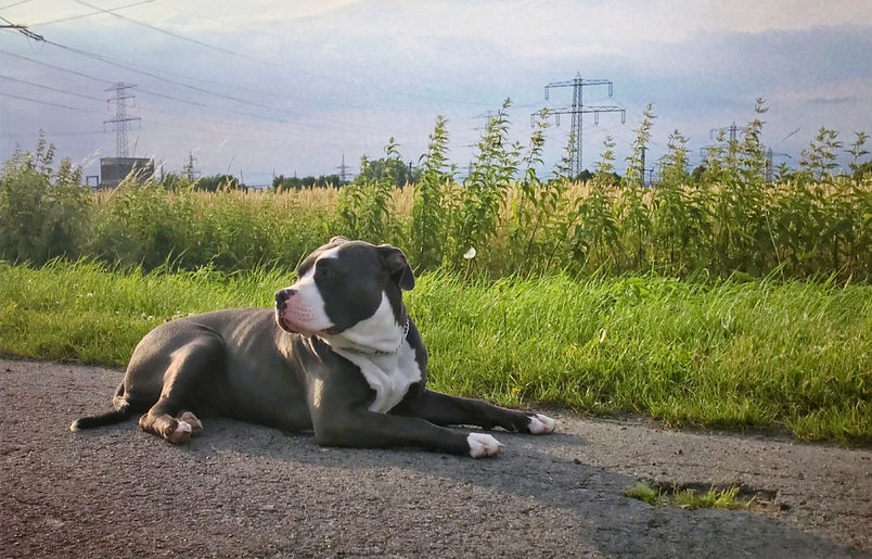 american-bully-2735008_edited.jpg