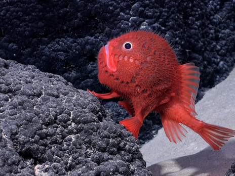 Şili Kıyısı Açıklarında 100 Yeni Canlı Türü Bulundu