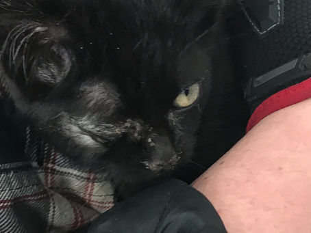Find Ebony a Home for Valentine's Day!