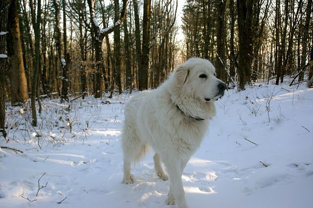 Great Pyrenees