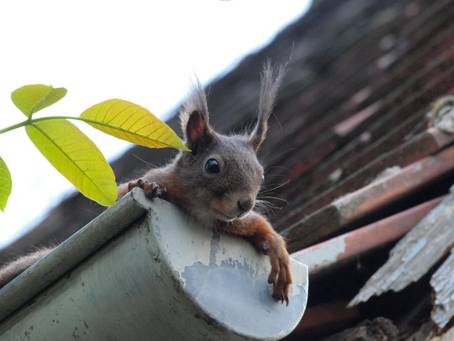 Cute squirrel popping out of a gutter that needs to be cleaned