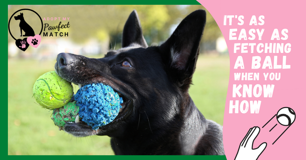 How To Register Your Rescue Dogs Microchip from Overseas