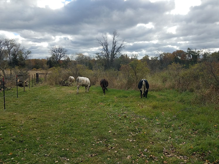 Pasture Cows.jpg