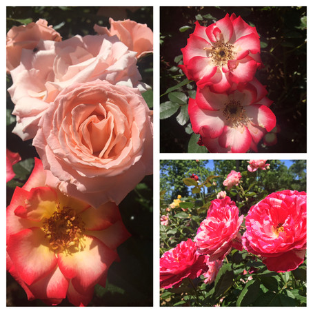 Lesson of the Week: May Flowers