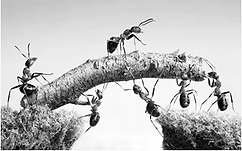 Developing Strength (Ants).png
