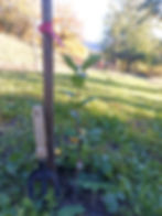 PLANTING