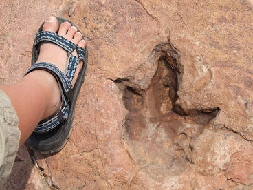 w222195_10296_camping-area-guest-farm-dinosaurs-tracks_dino-tracks-near-camping.jpg