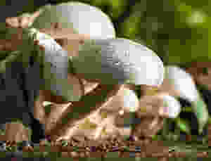Mushrooms