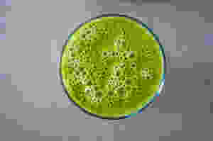 green juice