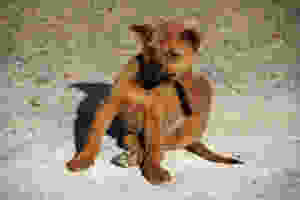 Garden of Eden Natural flea control