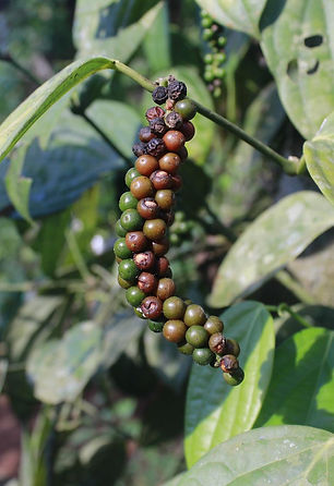 garden of eden black pepper plant.jpg