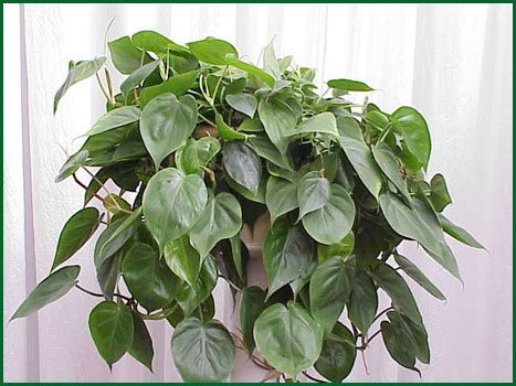 Philodendron