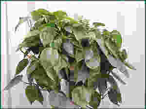 Philodendron