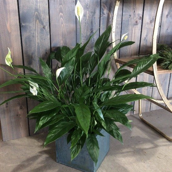 Peace lily