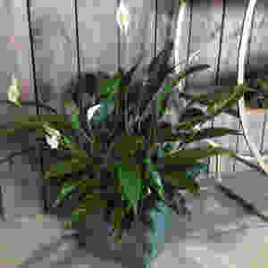Peace lily