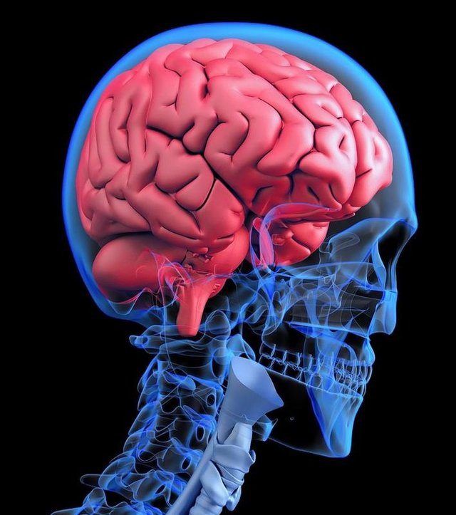 Brain