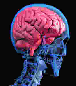 Brain