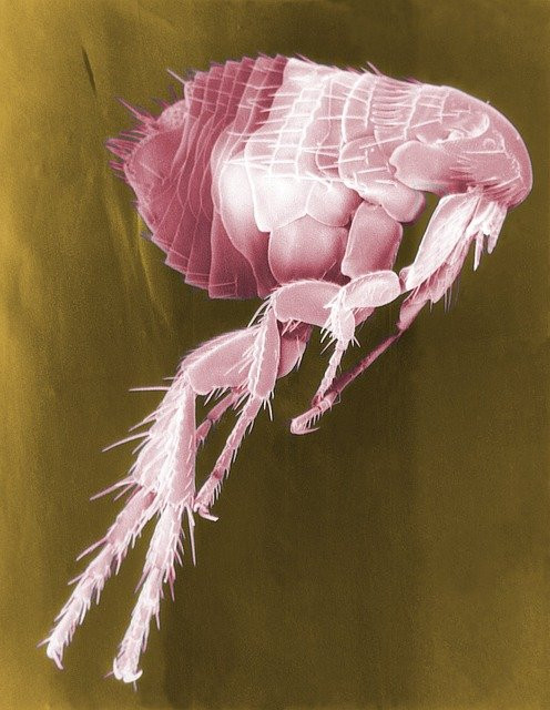 Garden of Eden Natural flea control