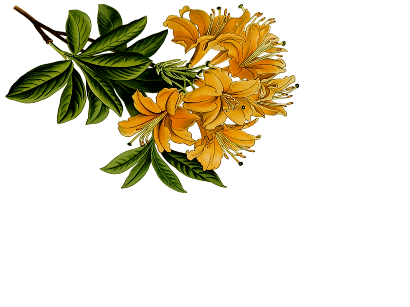 Garden of Eden (2).png
