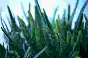 Aloe