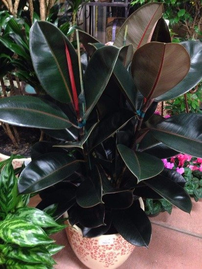 Rubber plant
