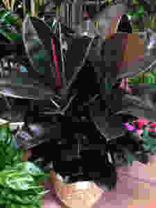 Rubber plant