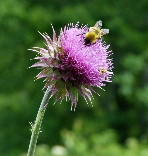 milk thistle