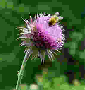 milk thistle