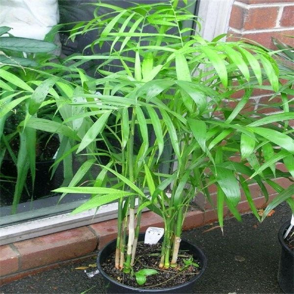 Bamboo palm