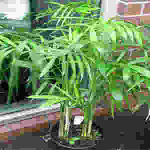 Bamboo palm