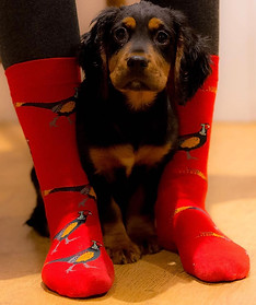 Red-pheasant-socks-photo-with-dog.jpeg
