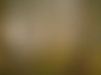 Forêt brumeuse avec arbres imposants et sol recouvert de mousse verte. Atmosphère mystique et sereine, lumière tamisée à travers le brouillard.