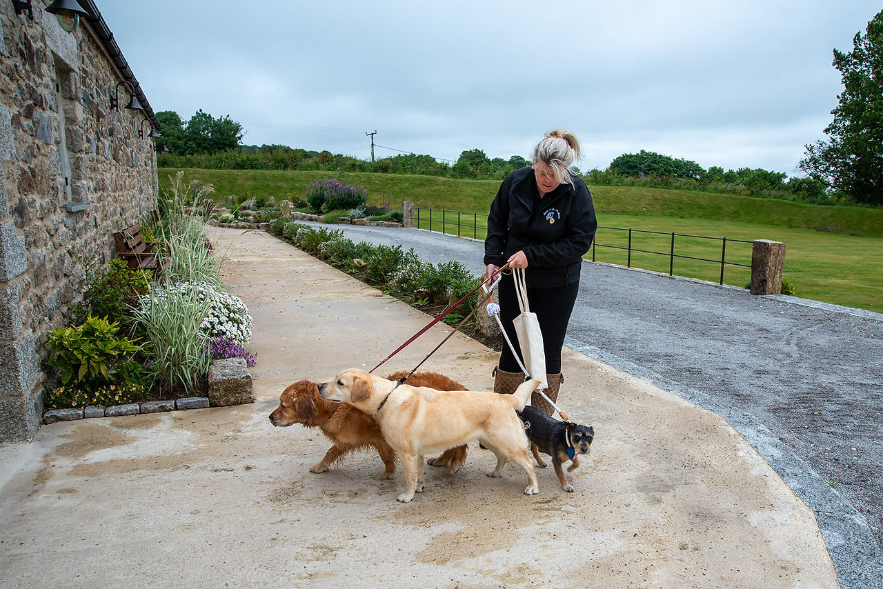 Wedding day Dog Nanny bringing the dogs for their photos