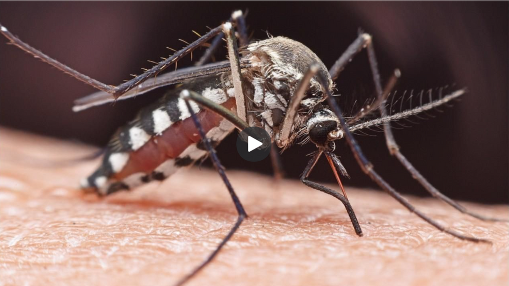 Mosquitoes are the worst in these cities