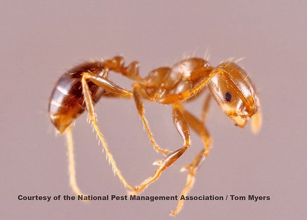red-imported-fire-ant_tm.jpg